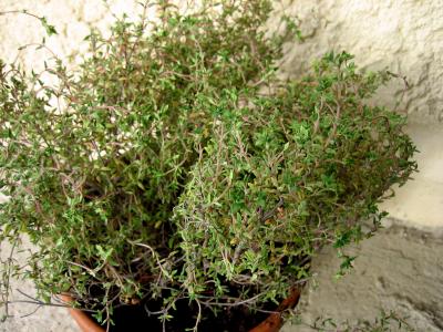 Image : Thym - Pot de thym