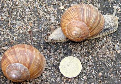 Photo : Escargots