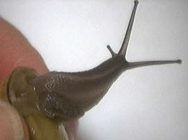 escargit