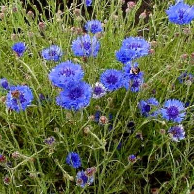 Image : Bleuet - Bleuets dans les champs