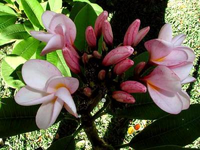 fleur de frangipanier