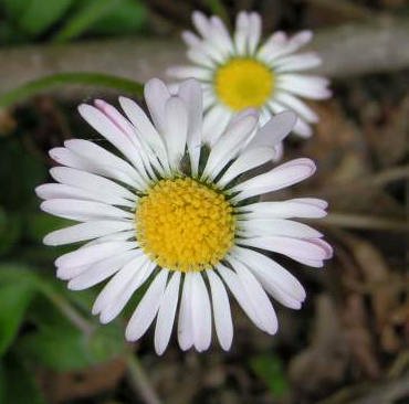 Image : Pâquerette - fleurs de pâquerette