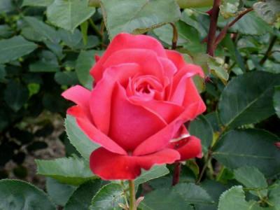 rose