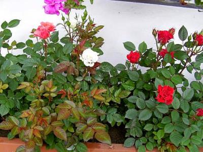 Image : Roses - Rosiers