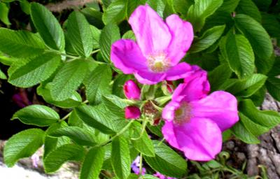 Rose de provins