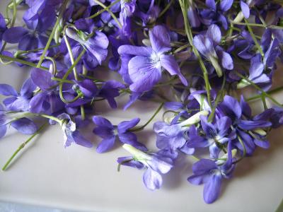 Image : Fleur - Fleurs de violettes