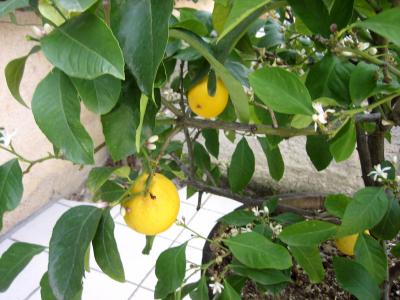Image : Acide citrique E330 - Citronnier