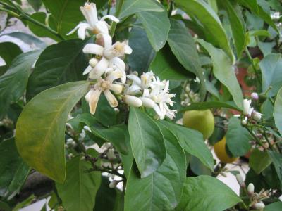 fleur de citronnier