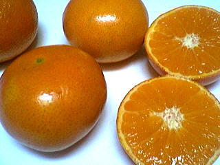 clémentines