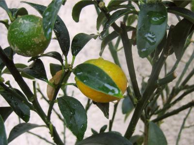 kumquats