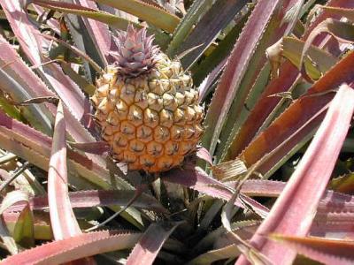 Image : Ananas - Plant d'ananas