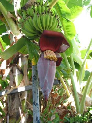 Photo : Superbe baba-figue sur bananier