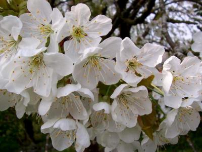 Image : Cerises - fleurs de cerisiers