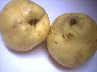 coings