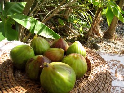 figues