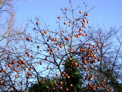 Image : Kaki - Le plaqueminier et ses fruits les kakis