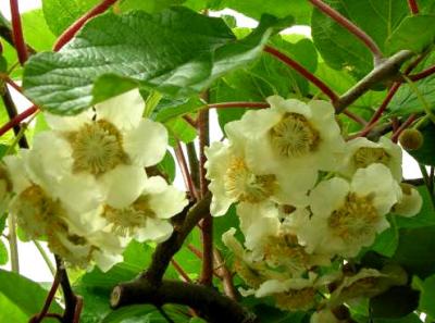 fleurs de kiwi