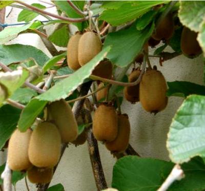 Image : Kiwi ou groseille de Chine - Kiwis