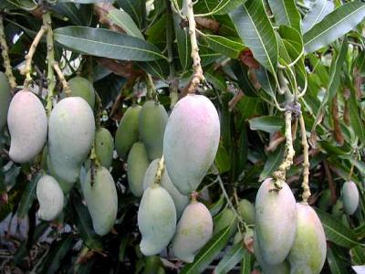 Image : Mangue - mangue