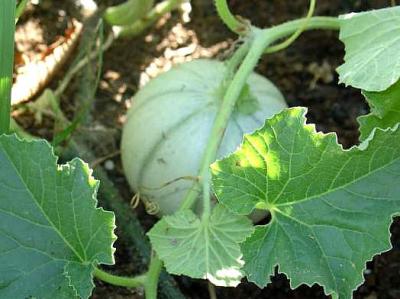 Image : Melon - Plan de melon