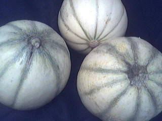 Melons