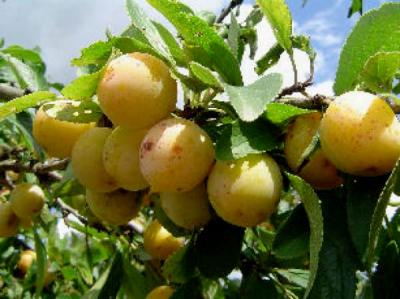 Image : Mirabelle - Mirabelles