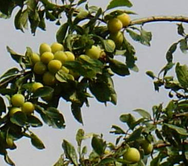 prunier mirabelles