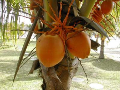 noix de coco
