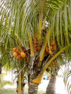 Photo : Cocotier et ses noix de coco et huile de noix de coco