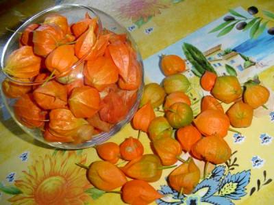physalis