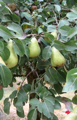 Image : Poire - poirier et ses fruits
