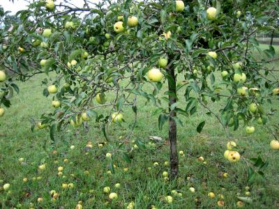 pommier