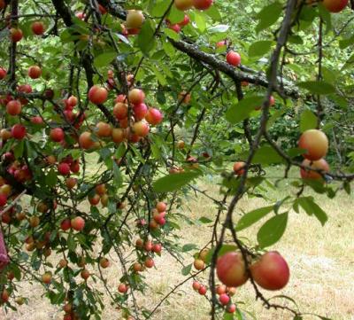 Image : Prune - Les prunes sur un prunier