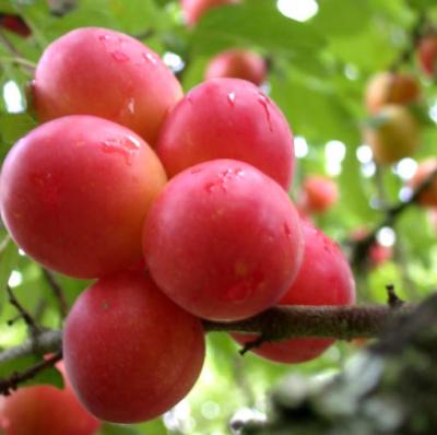 prunes
