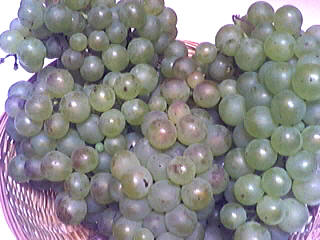 Chasselas