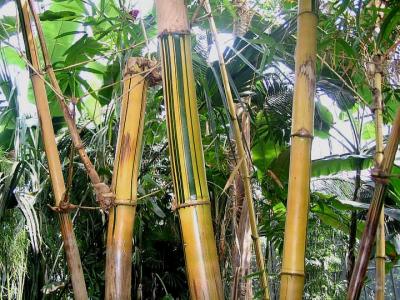 Image : Pousse de bambou - Bambous