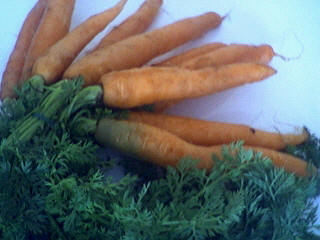 carottes