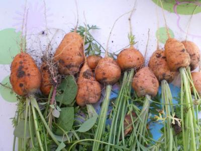 carottes rondes