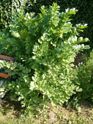 Photo : Plant de céleri-branche