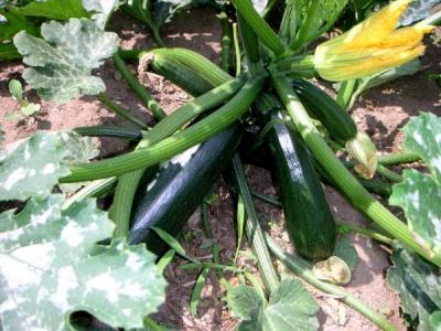 Image : Courgette - Plant de courgette