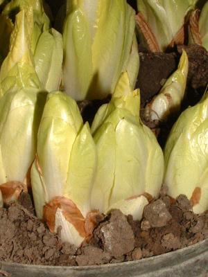 Photo : les endives