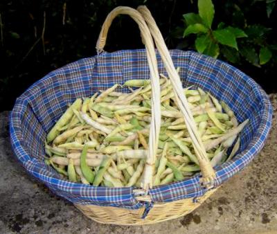 Image : Haricots à écosser - Haricots à écosser