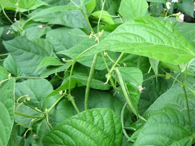 Image : Haricots verts - Haricots verts
