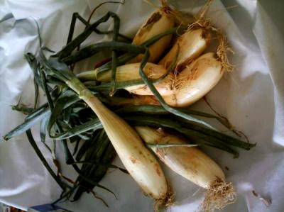 oignons trébons