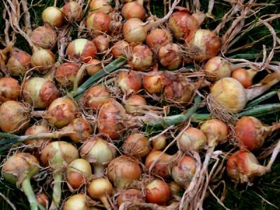 oignons paille des verjus