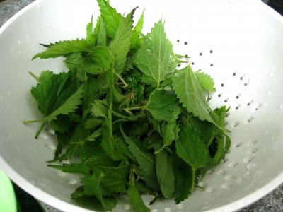 Image : Vitamine B5 - Egouttage des orties