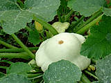 Pâtisson