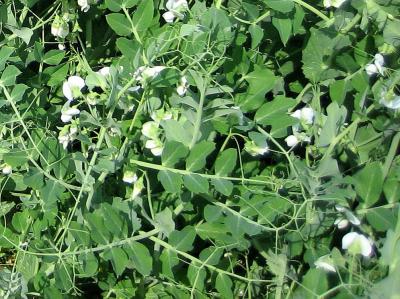Photo : Plants de petits pois