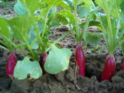 Photo : Plants de radis
