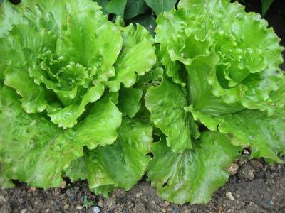 Image : Chlorophylle - Plant de batavia